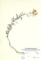 藏品(抱莖籟蕭)的圖片
